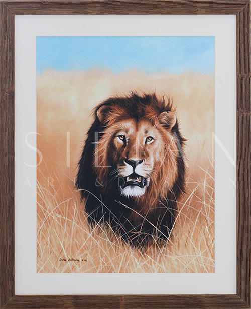 African Savannah Lion