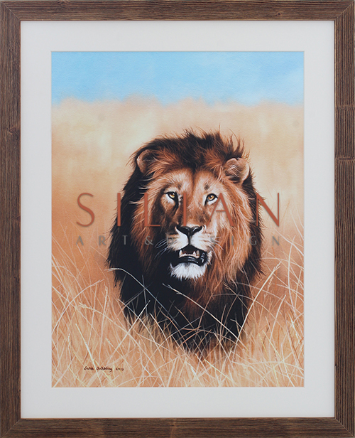 African Savannah Lion