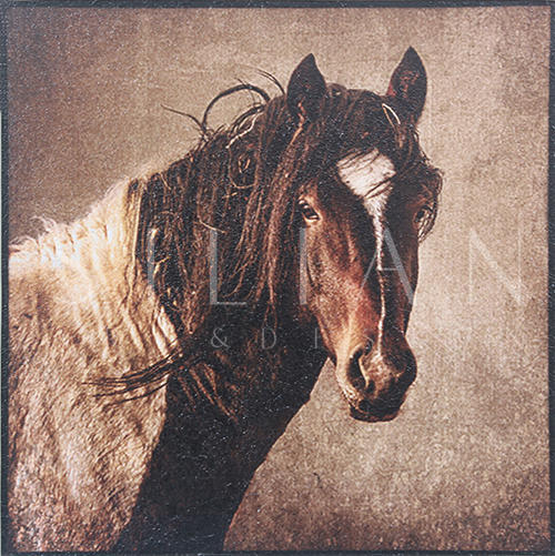 Horse Portrait Ⅰ