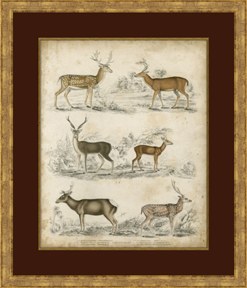Non-Embellished Species of Deer