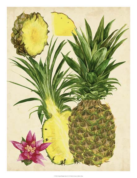 热带菠萝研究 II