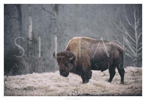 Solitary Bison II