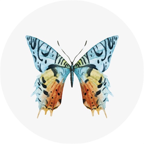 蝴蝶标本 II