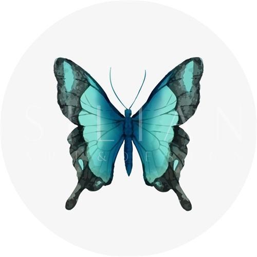 蝴蝶标本 VI