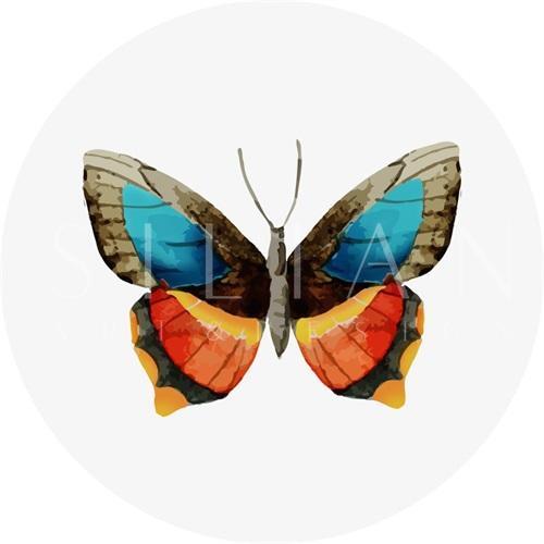 Butterfly Specimen VII