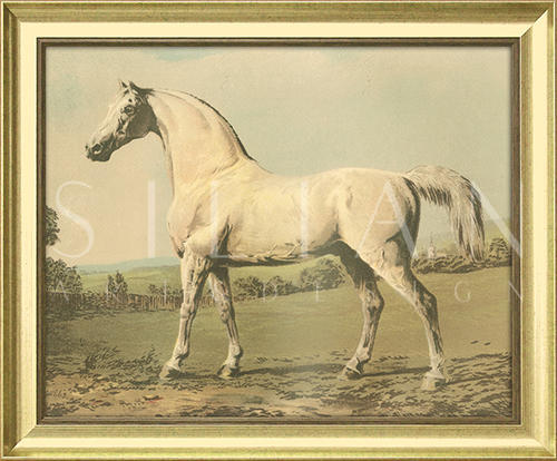 Cassell's Thoroughbred II