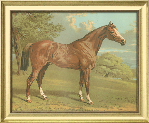 Cassell's Thoroughbred I