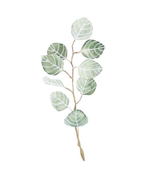 Soft Eucalyptus Branch III