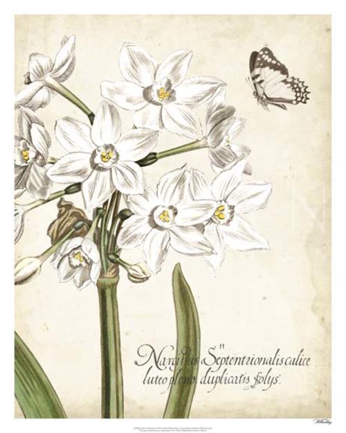 Narcissus Botanique I