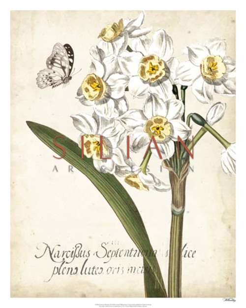 Narcissus Botanique II