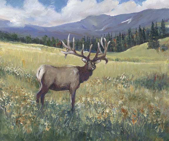 Rocky Mountain Elk I