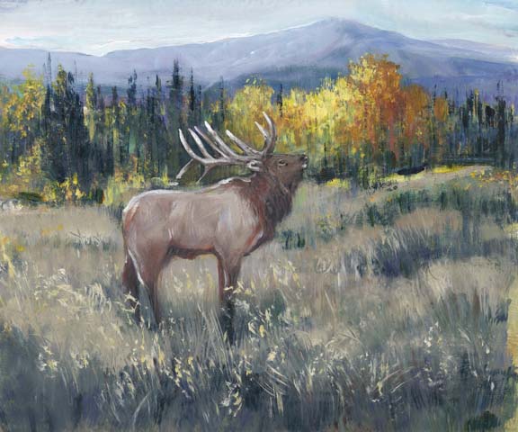 Rocky Mountain Elk II