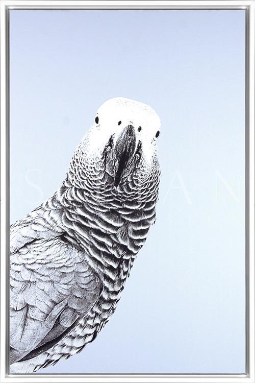 Grey Parrot II