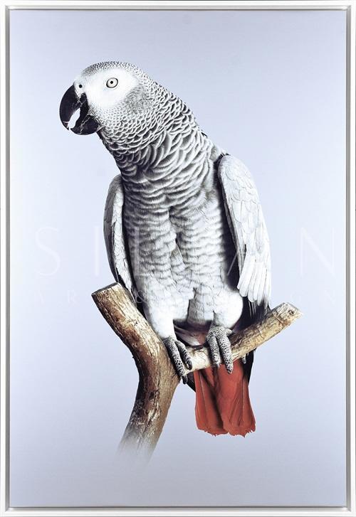 Grey Parrot III