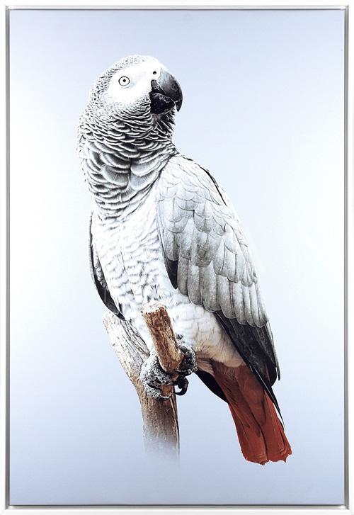 Grey Parrot IV