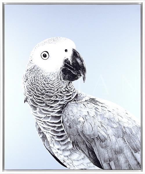 Grey Parrot V