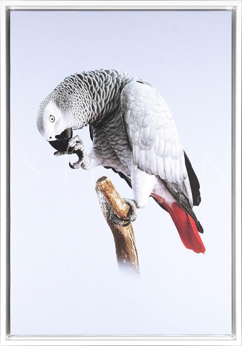 Grey Parrot VI
