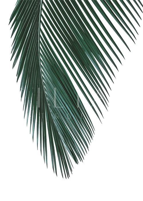 Coconut Leaves III