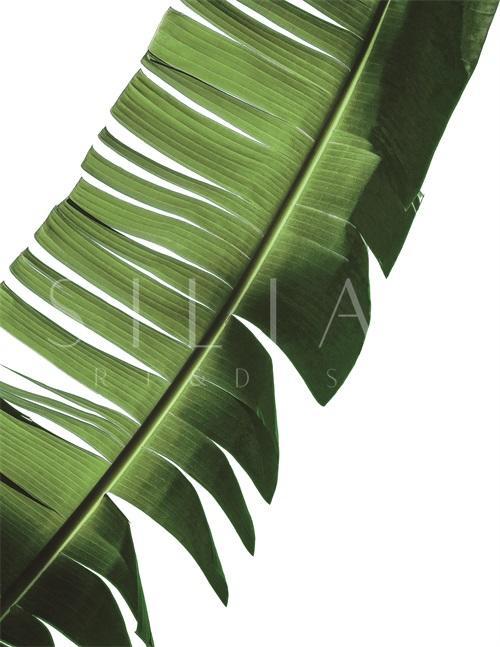 Green Leaf II
