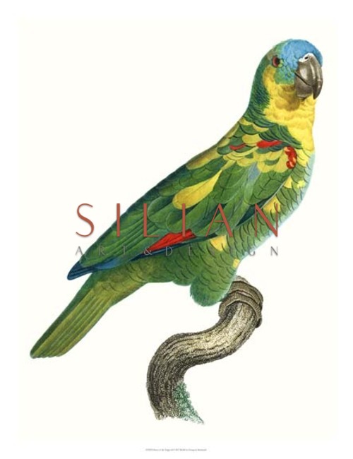 New Parrot of the Tropics II