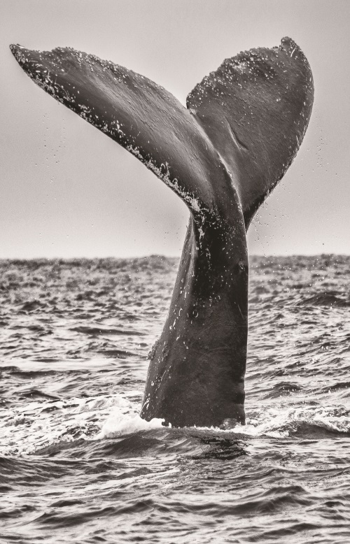 Whale I