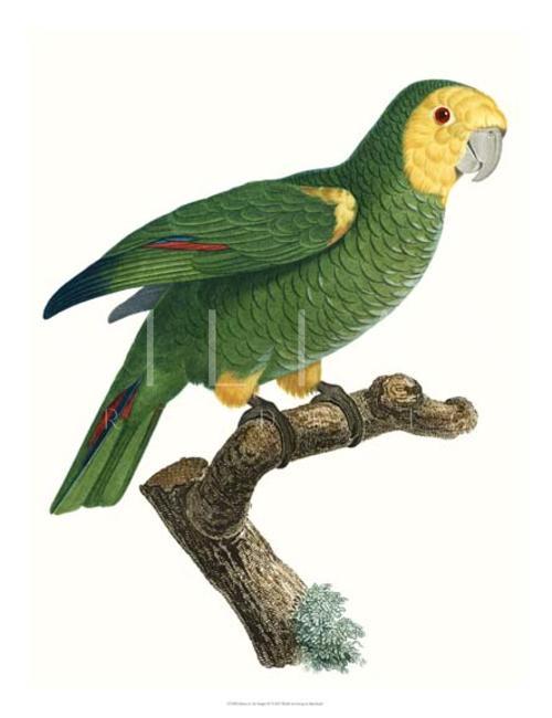 New Parrot of the Tropics IV