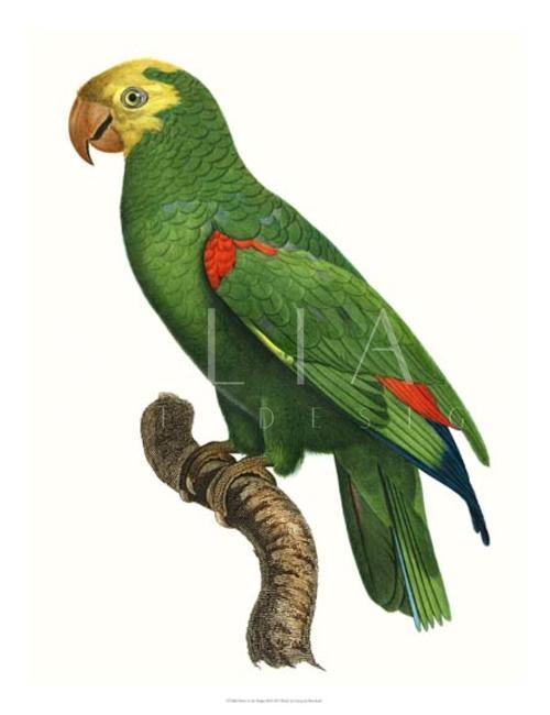 New Parrot of the Tropics III