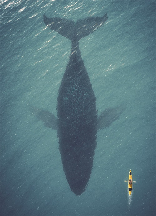 Whale Shadow