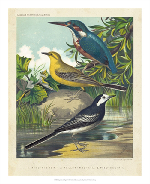 King-Fisher & Wagtails