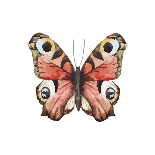蝴蝶标本 V