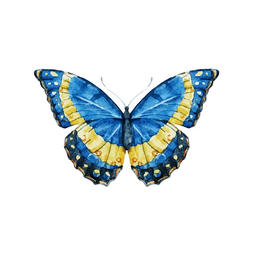 蝴蝶标本 VIII