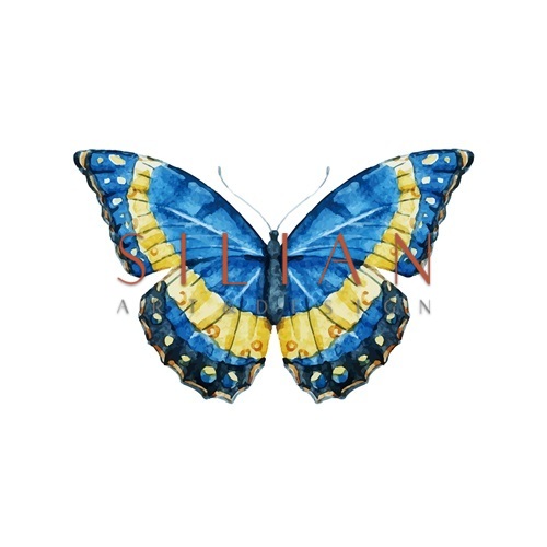 Butterfly Specimen VIII