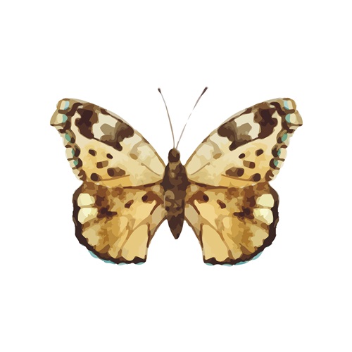 Butterfly Specimen VX