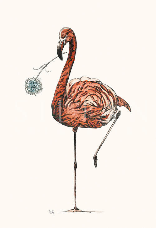 Flamingo VIII