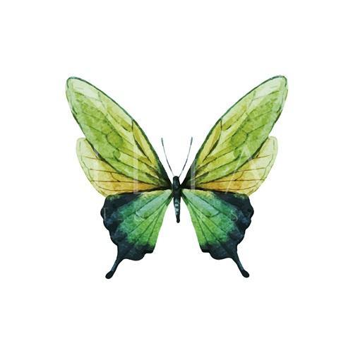 Butterfly Specimen I