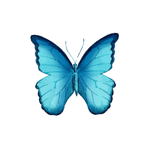 蝴蝶标本 IV