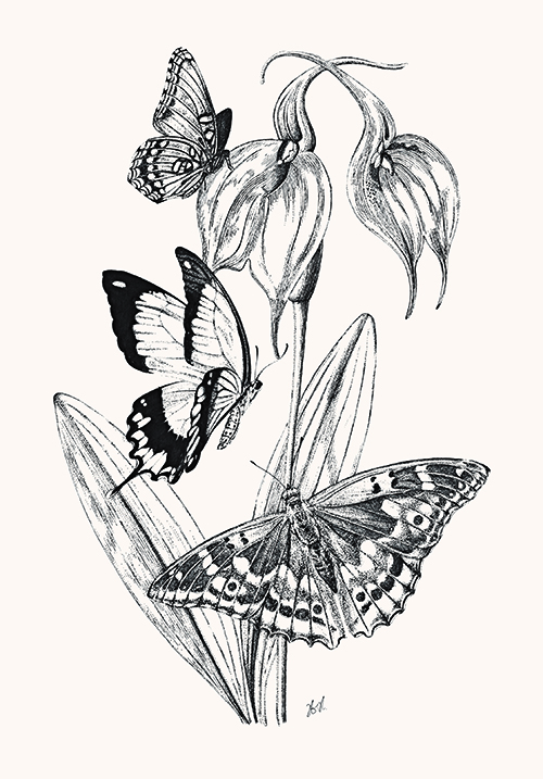 Butterfly Study I