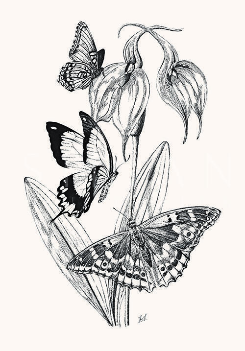 Butterfly Study I