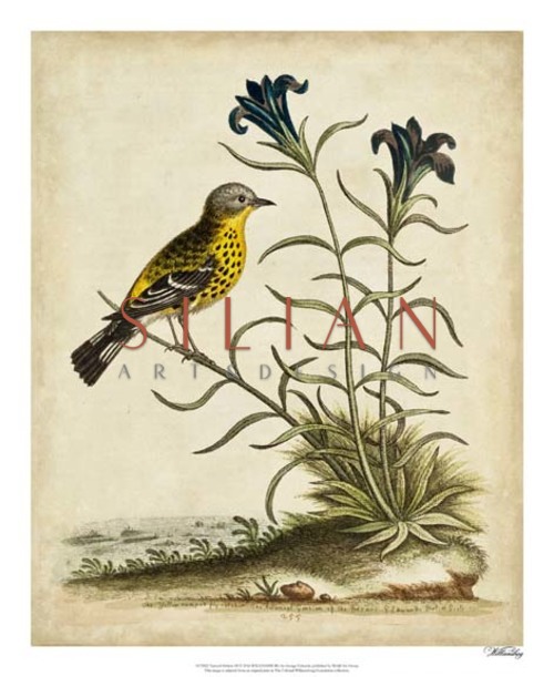 Edwards Woodpecker