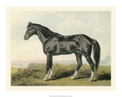 Cassell's Horse II