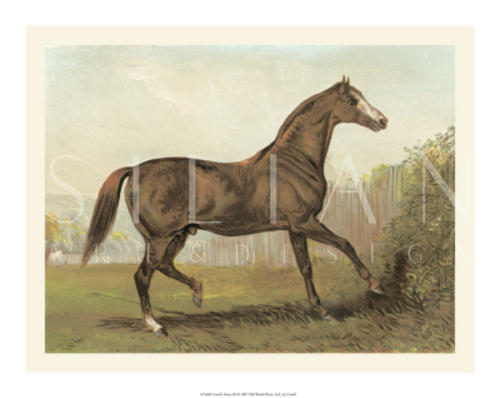 Cassell's Horse III