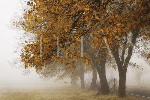 Fog In Fall