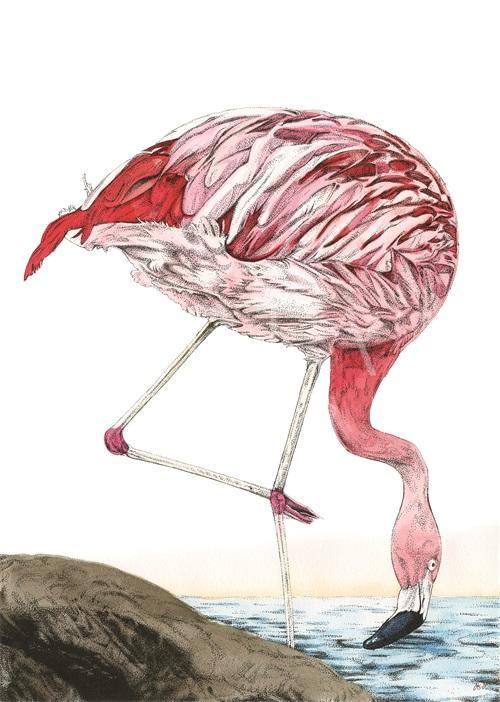 Vivid Flamingo I