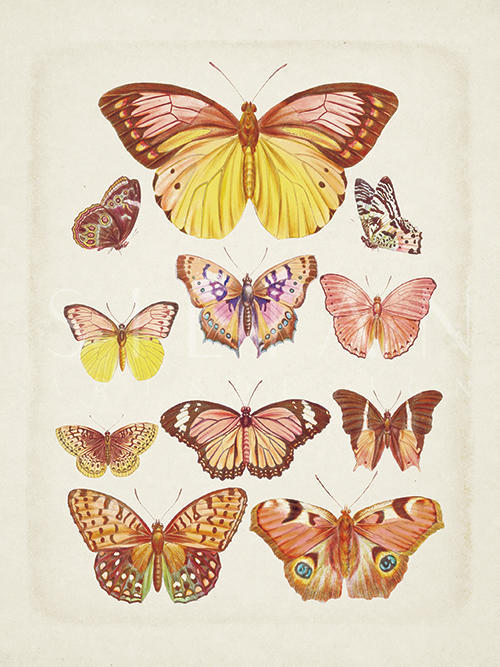 Butterflies On Slate II