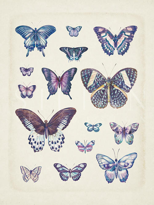 Butterflies On Slate I