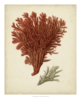 古董红珊瑚 V