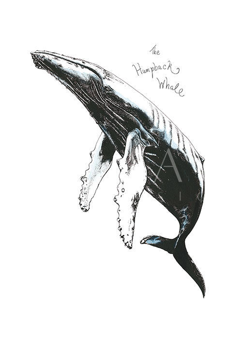 Whale Composition Ⅳ