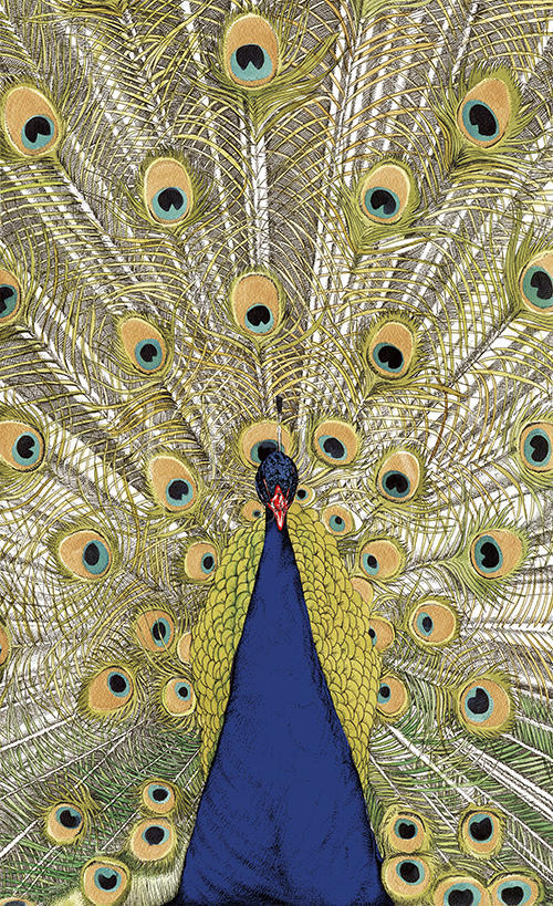 Peacock Open Screen