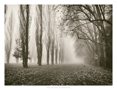 雾中的树木 IV