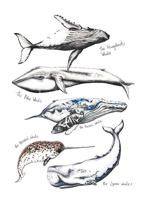 Whale Composition I